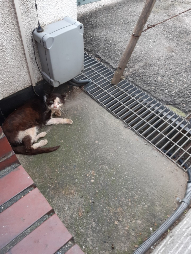 협회구조/지원길냥이 - [광복냥이 캠페인] 건양이 치료 후 방사하였습니다.
