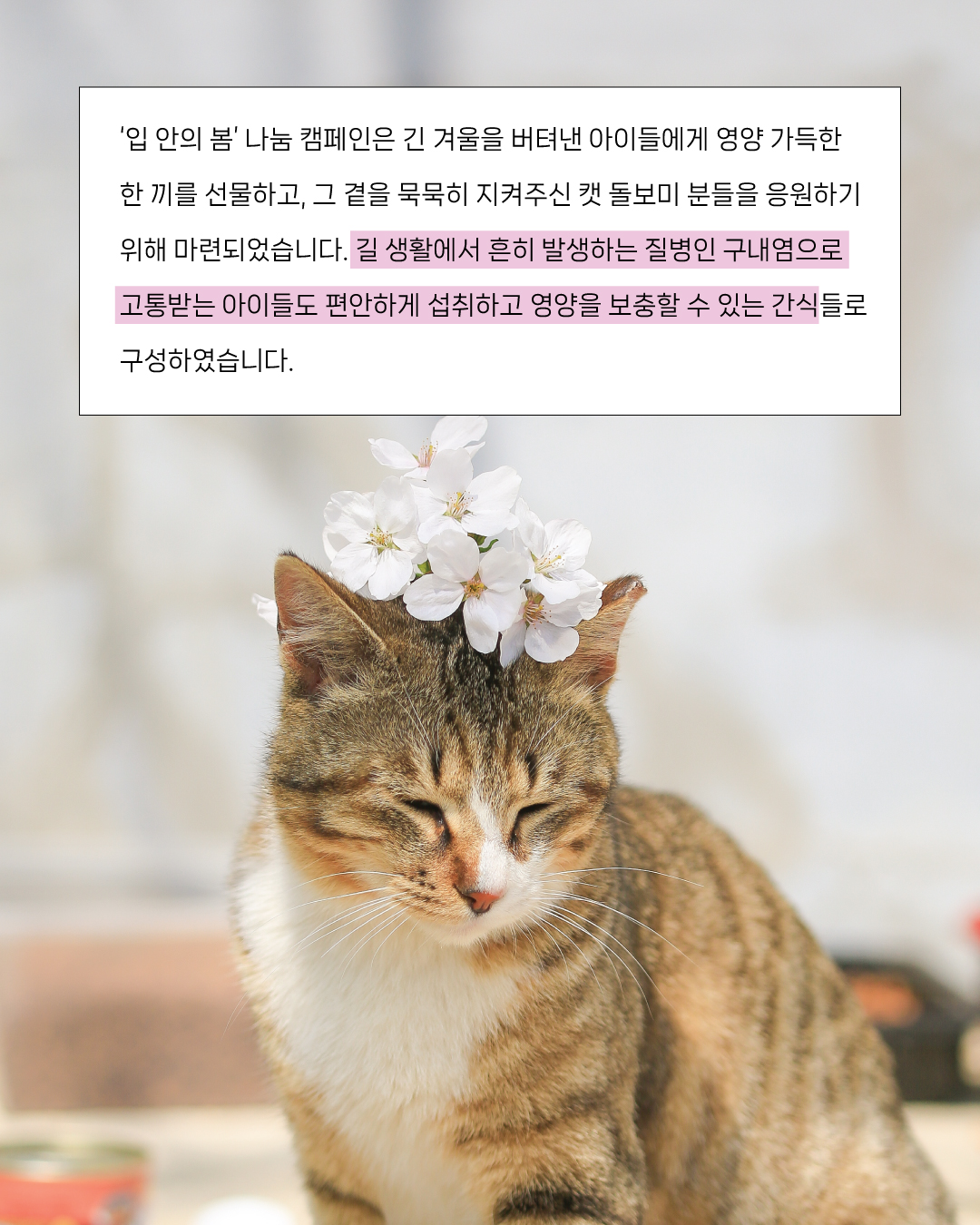 입안의봄2.jpg
