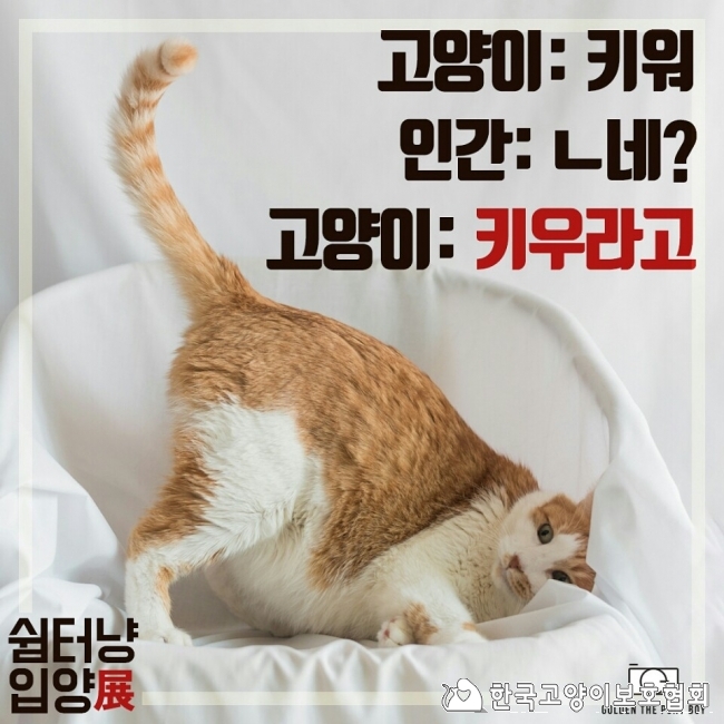 입양전홍보1.jpg