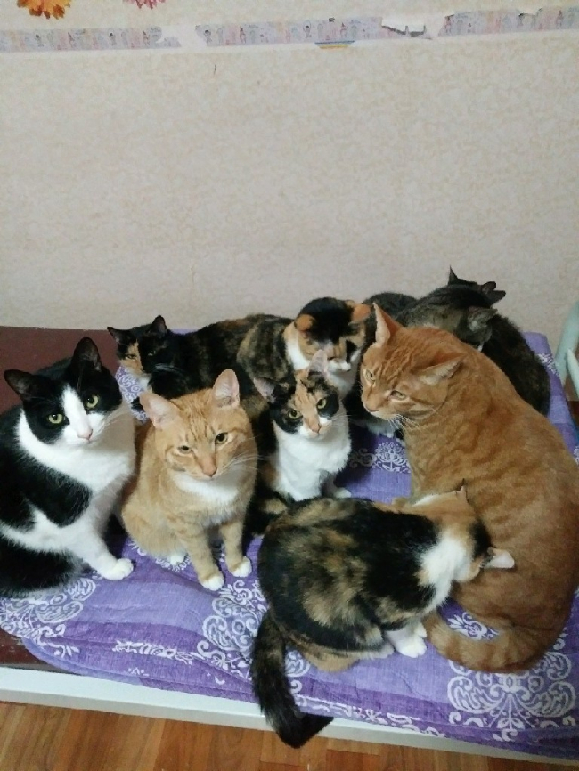 냥이들.JPG