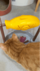 22.gif