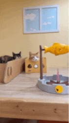 19.gif