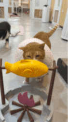 8.gif
