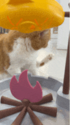 17.gif