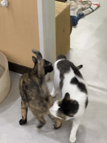 13번째 사진.gif