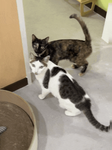 14번째 사진(1).gif