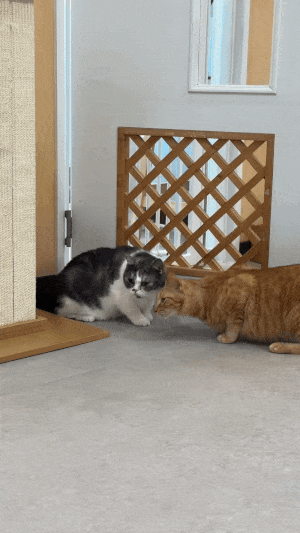 3번째 사진.gif