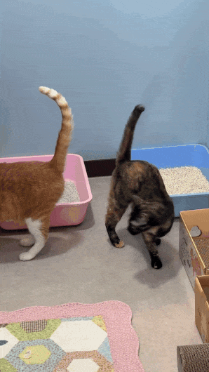 9번째 사진.gif