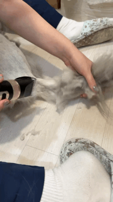 10.gif