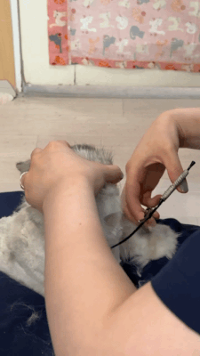 15.gif