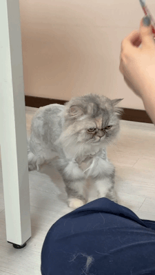 8.gif