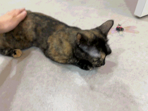 13번째 사진(1).gif