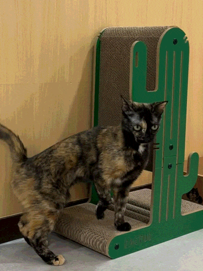 12번째 사진.gif