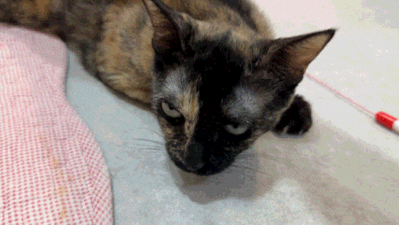 14번째 사진.gif