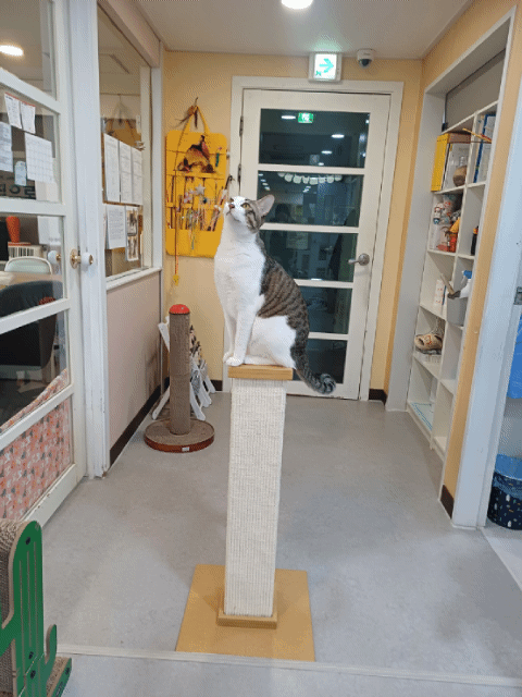 17번째 사진(3).gif