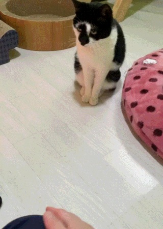 4 (2).gif