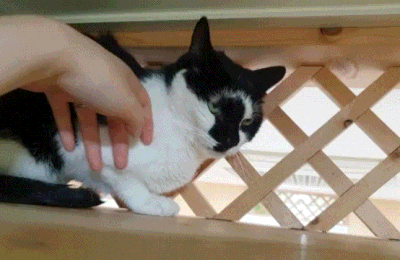 2.gif