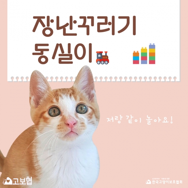 동실이-입양홍보1.jpg