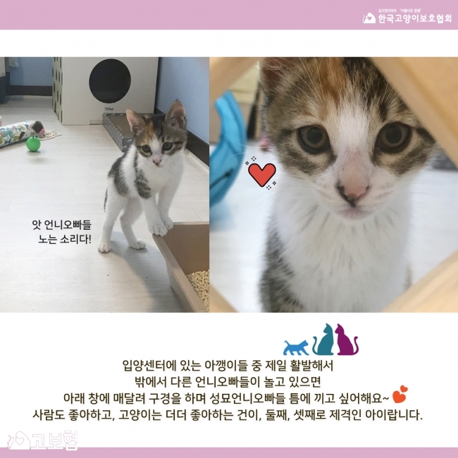 건이-입양홍보6.jpg