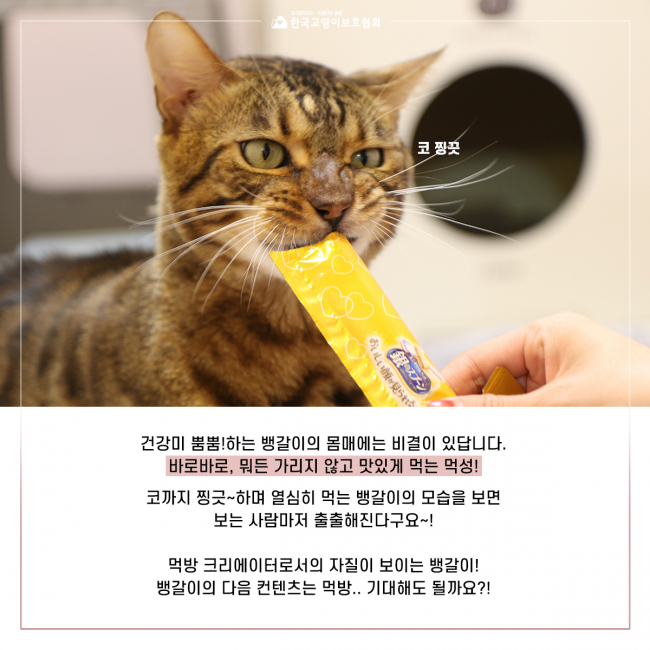 뱅갈7.jpg