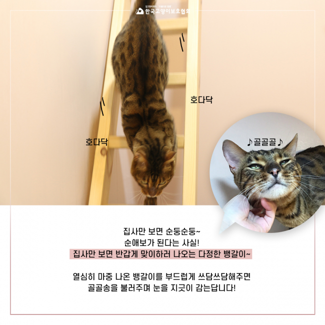 뱅갈4.jpg