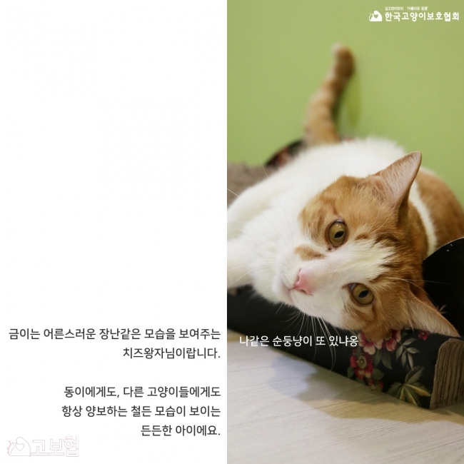 금이동이-입양홍보_4.jpg