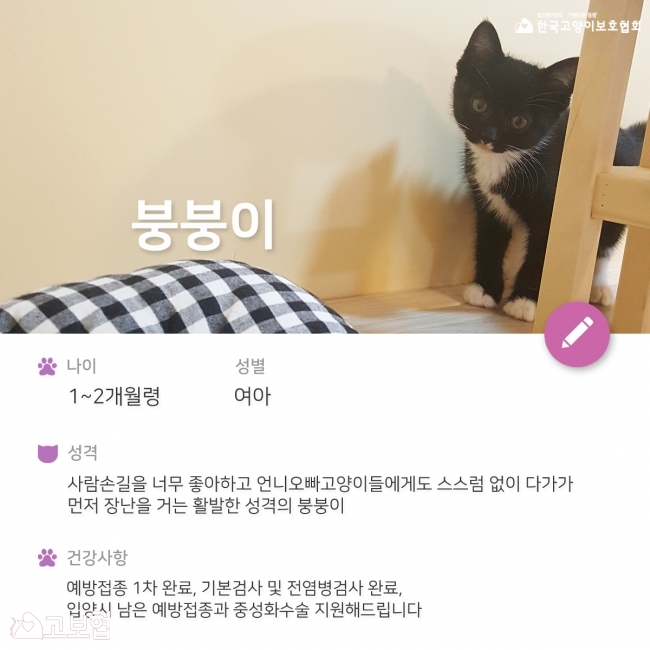 붕붕이-입양홍보_2.jpg