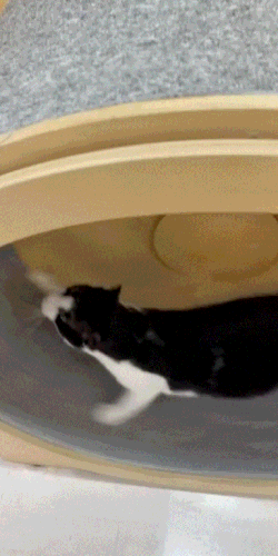 12번째 사진(1) (3).gif