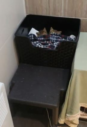 창고아깽이들.JPG