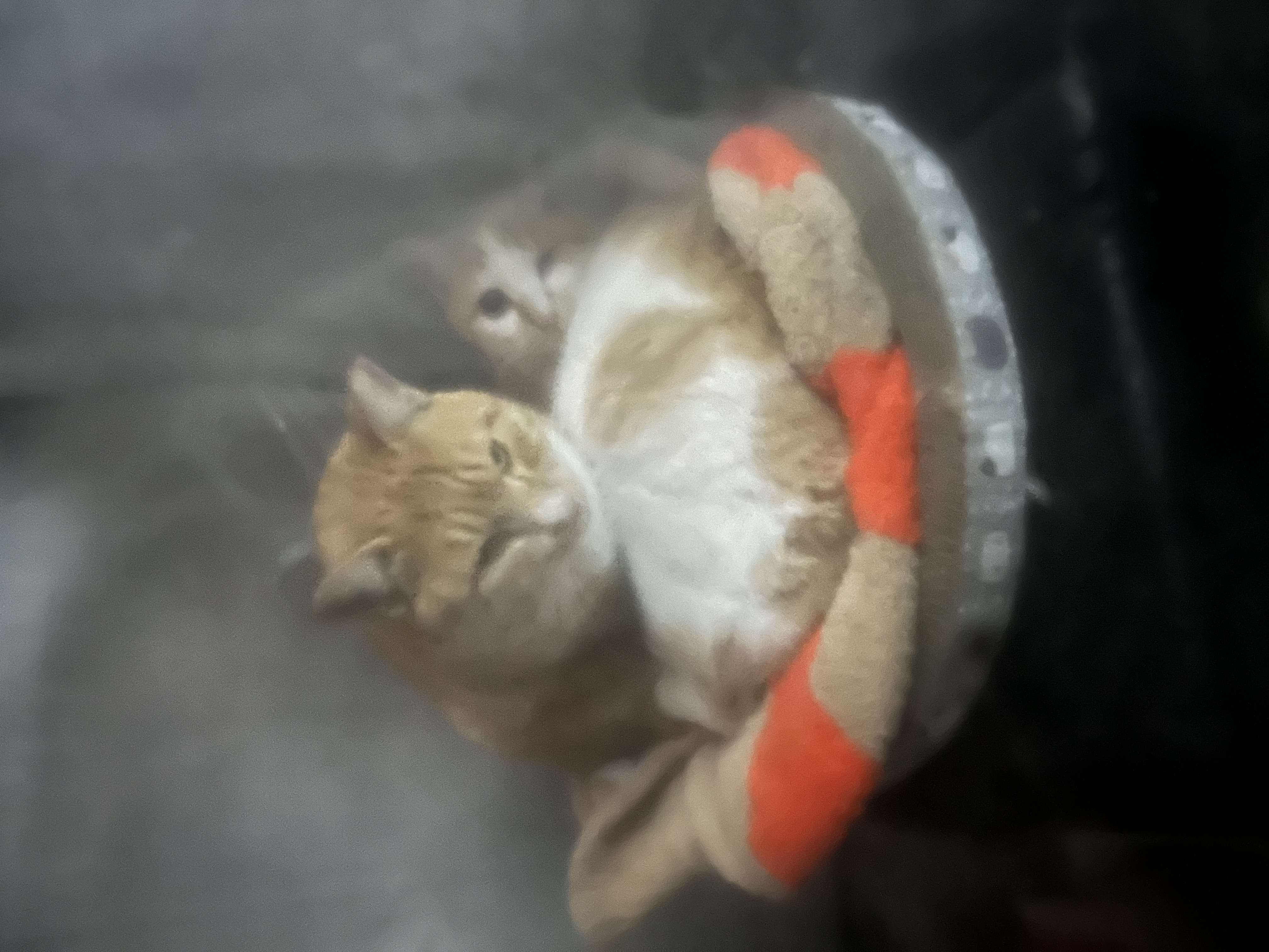 KakaoTalk_20250310_090035776 - 복사본.jpg
