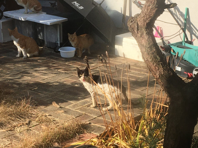 최근 아픈 고양이(검).JPG