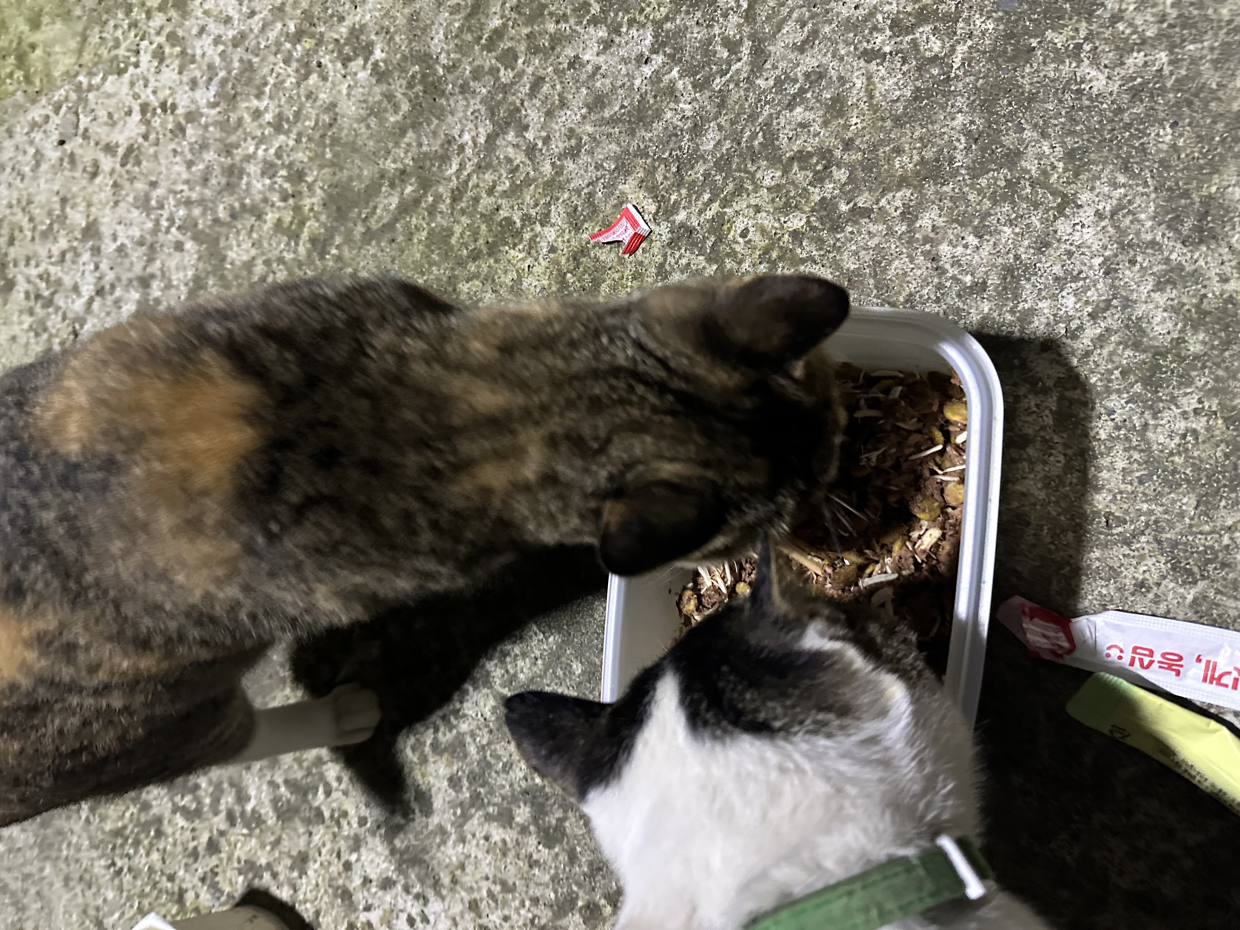 IMG_5297.jpeg