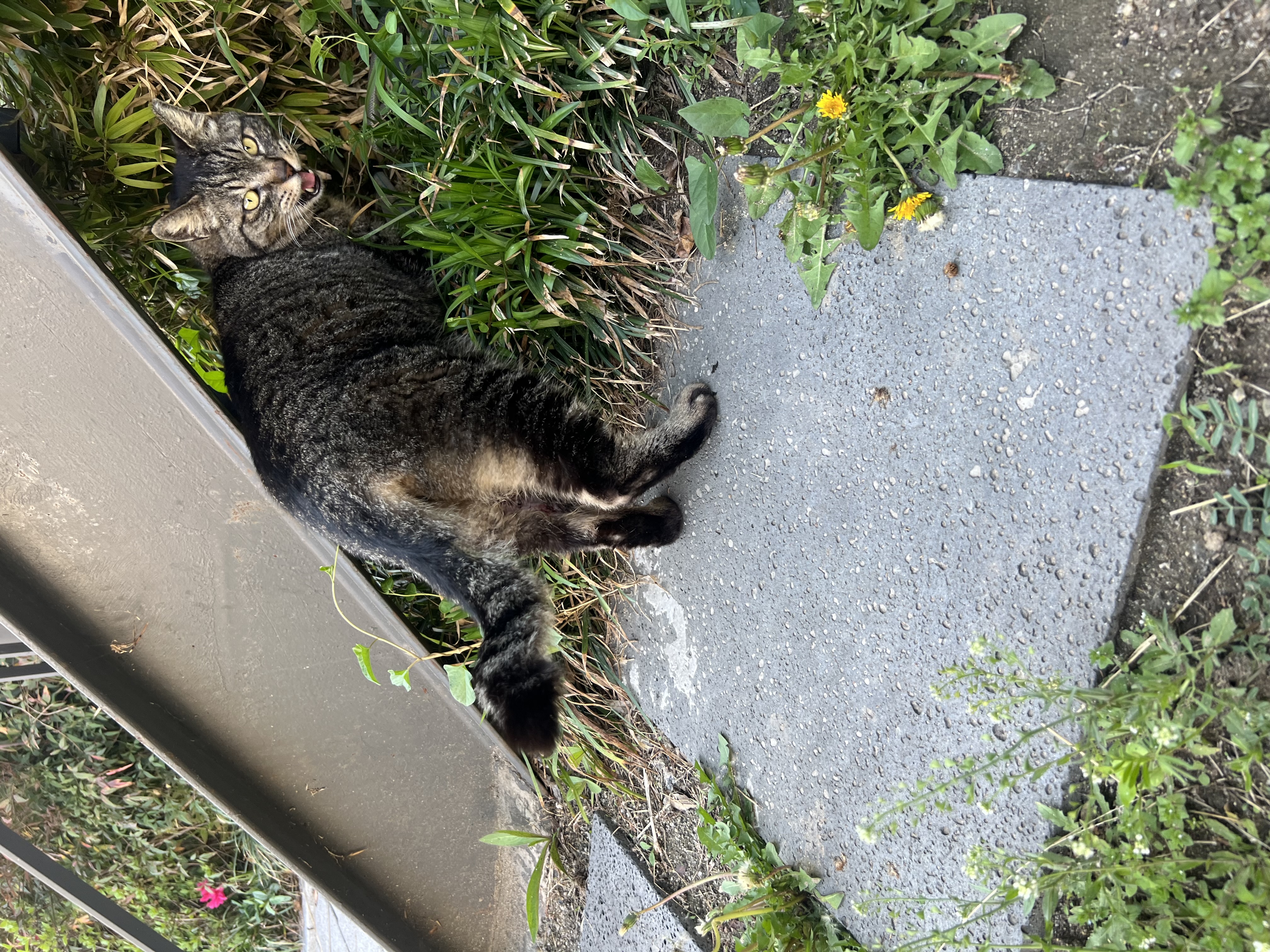 IMG_5531.jpeg