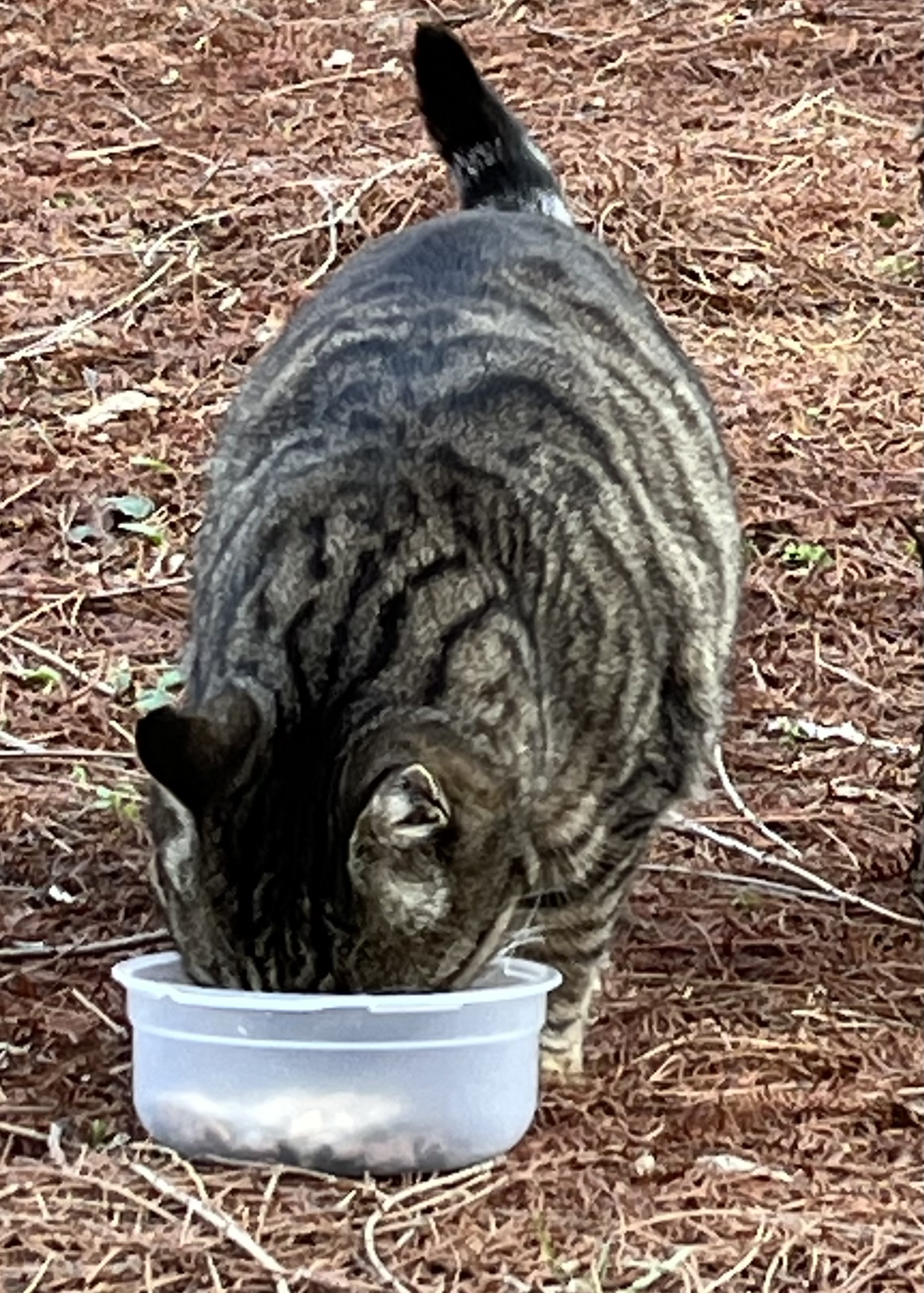 IMG_0958.jpeg