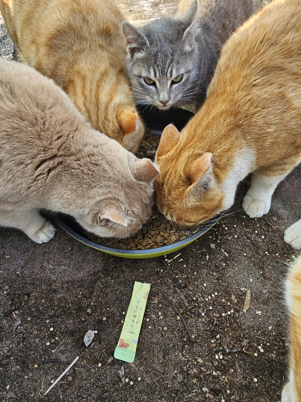 KakaoTalk_20250310_153126603_01.jpg