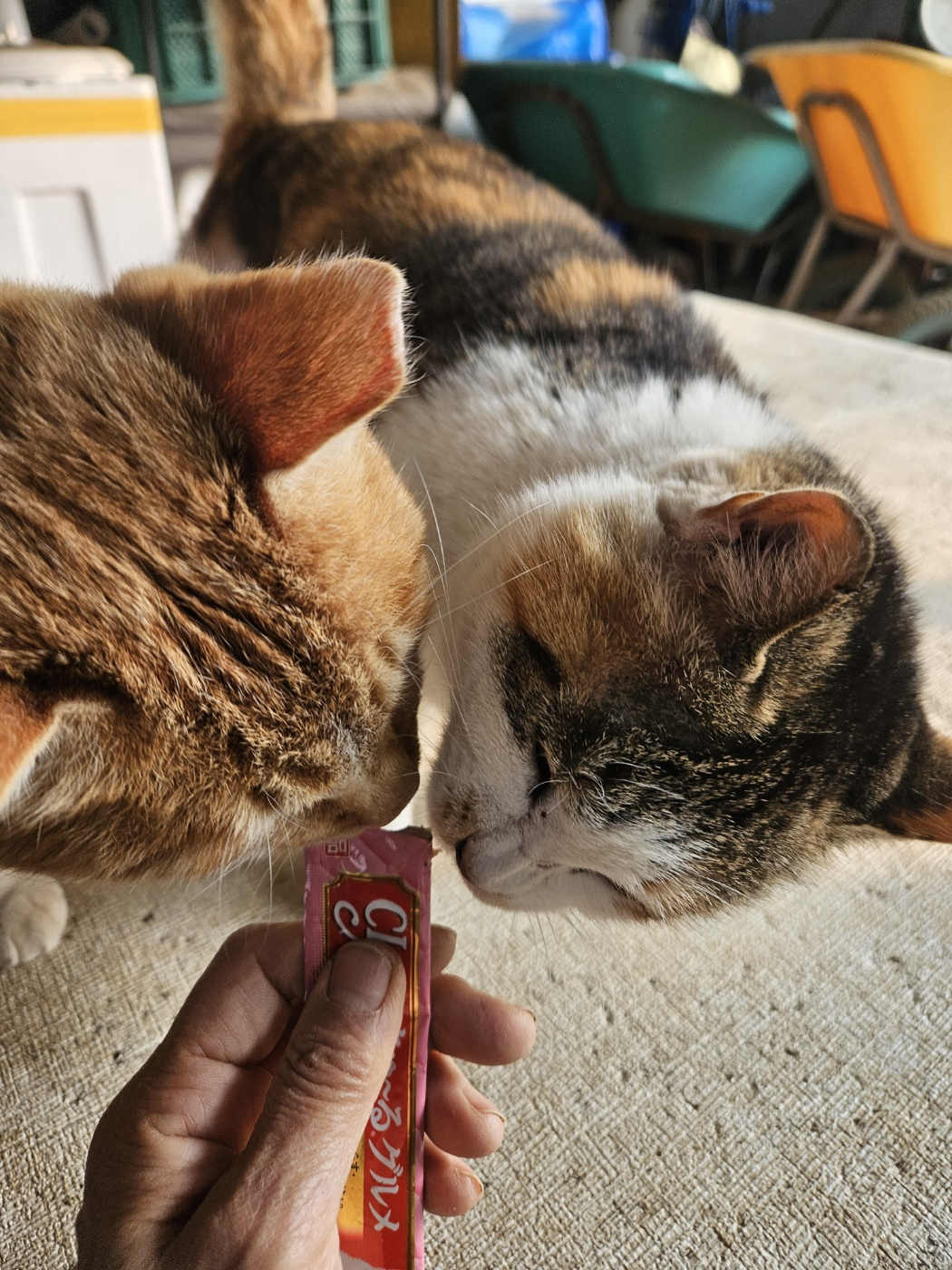 KakaoTalk_20250310_153126603_04.jpg