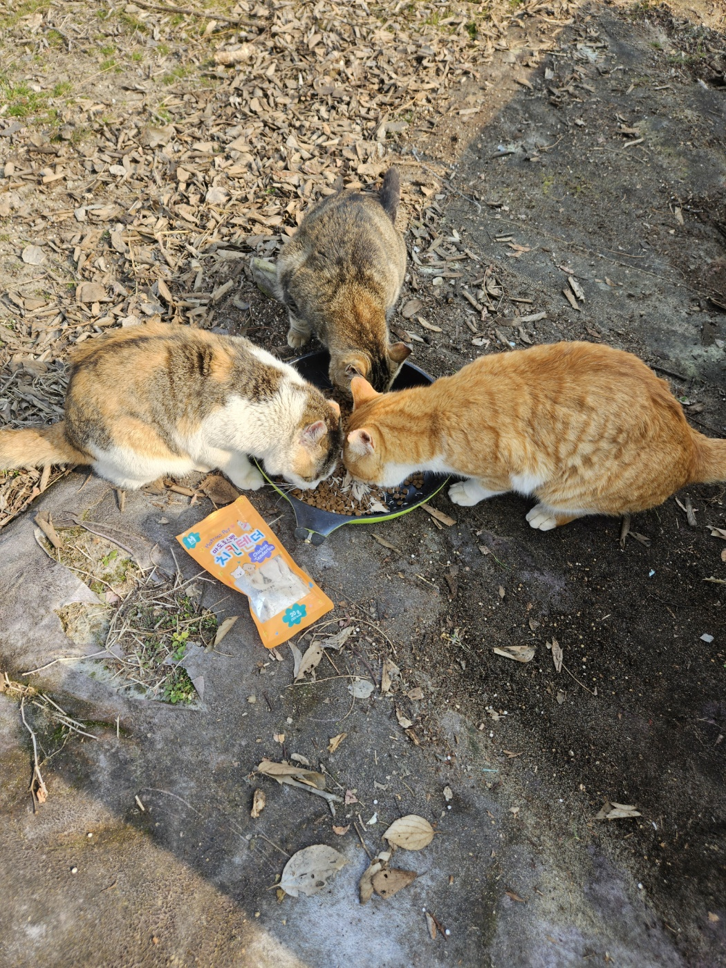KakaoTalk_20250310_153126603_06.jpg