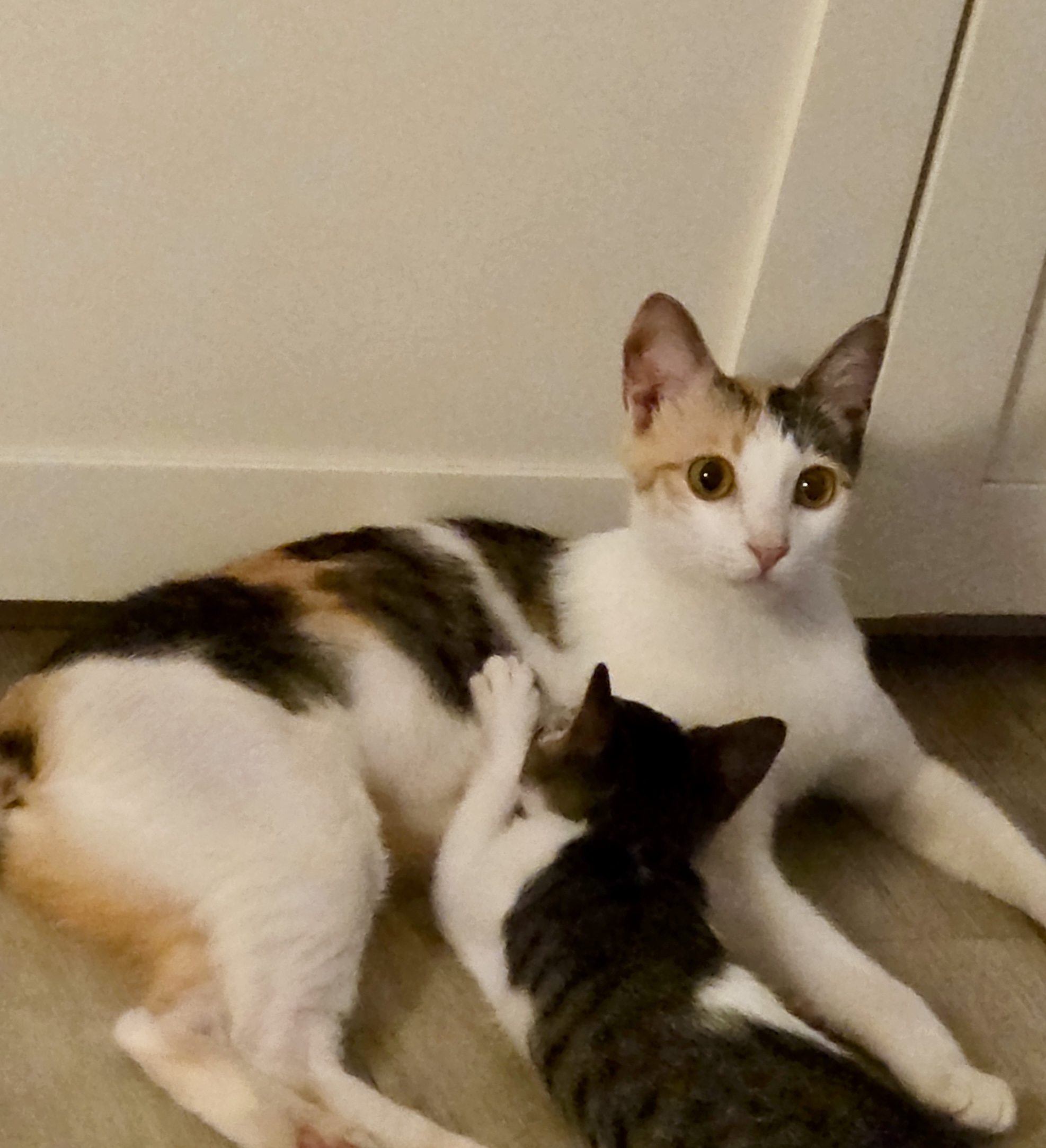 KakaoTalk_20250912_154711603.jpg