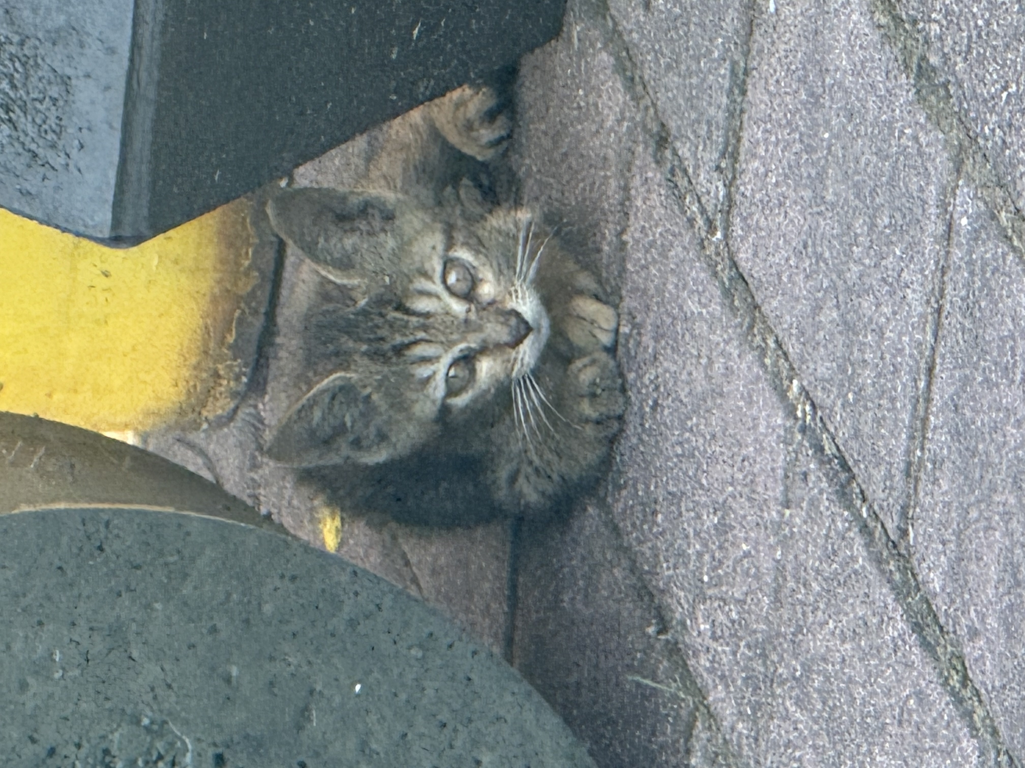 IMG_1375.jpeg