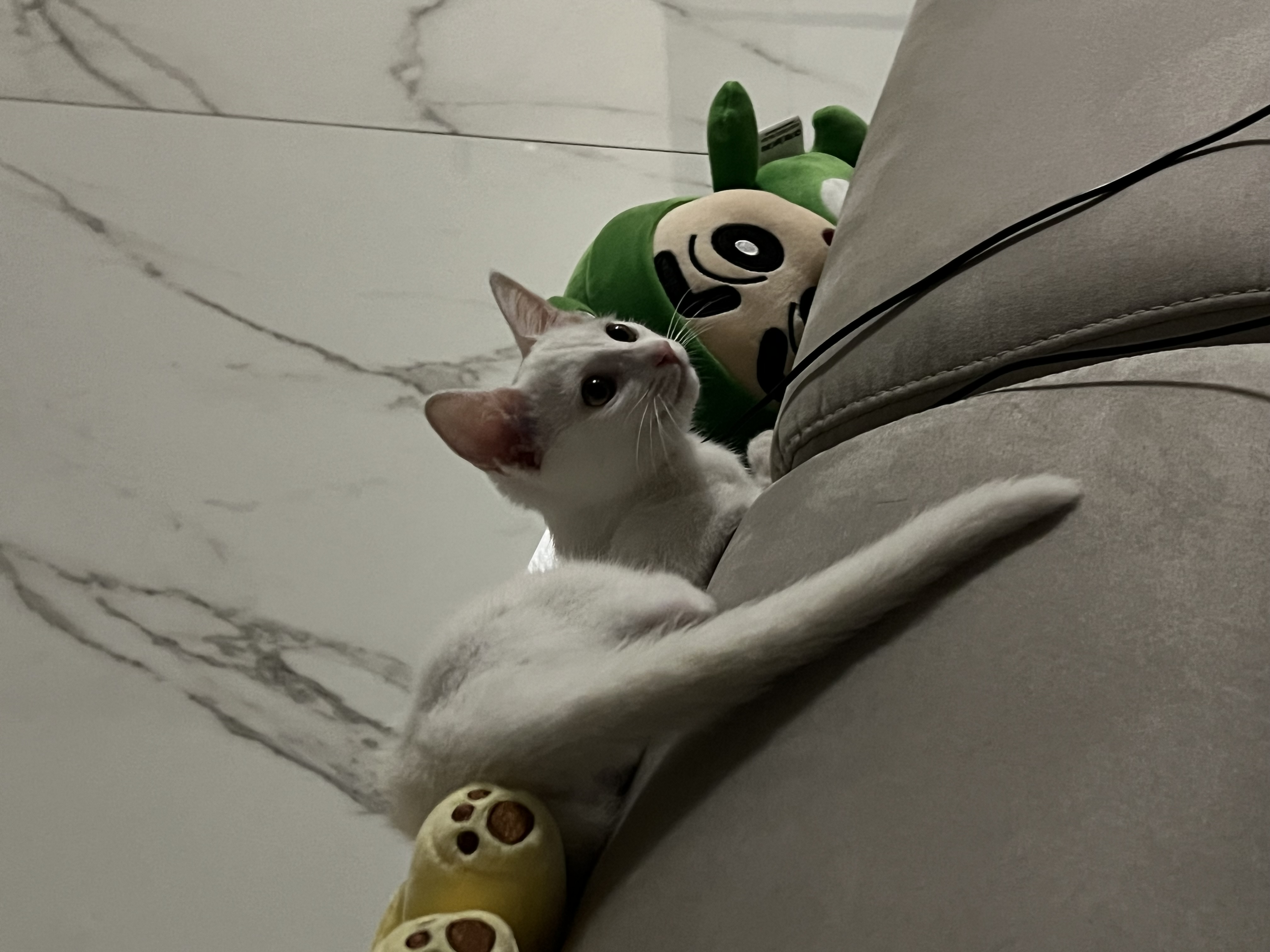 IMG_9020.jpeg