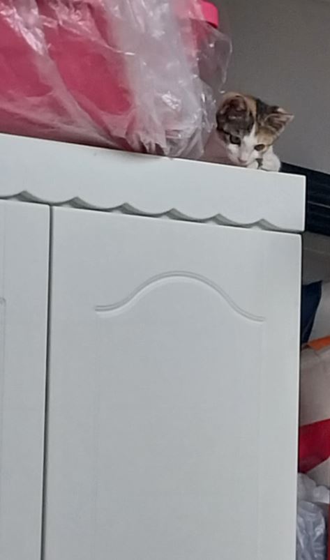 캡처.JPG