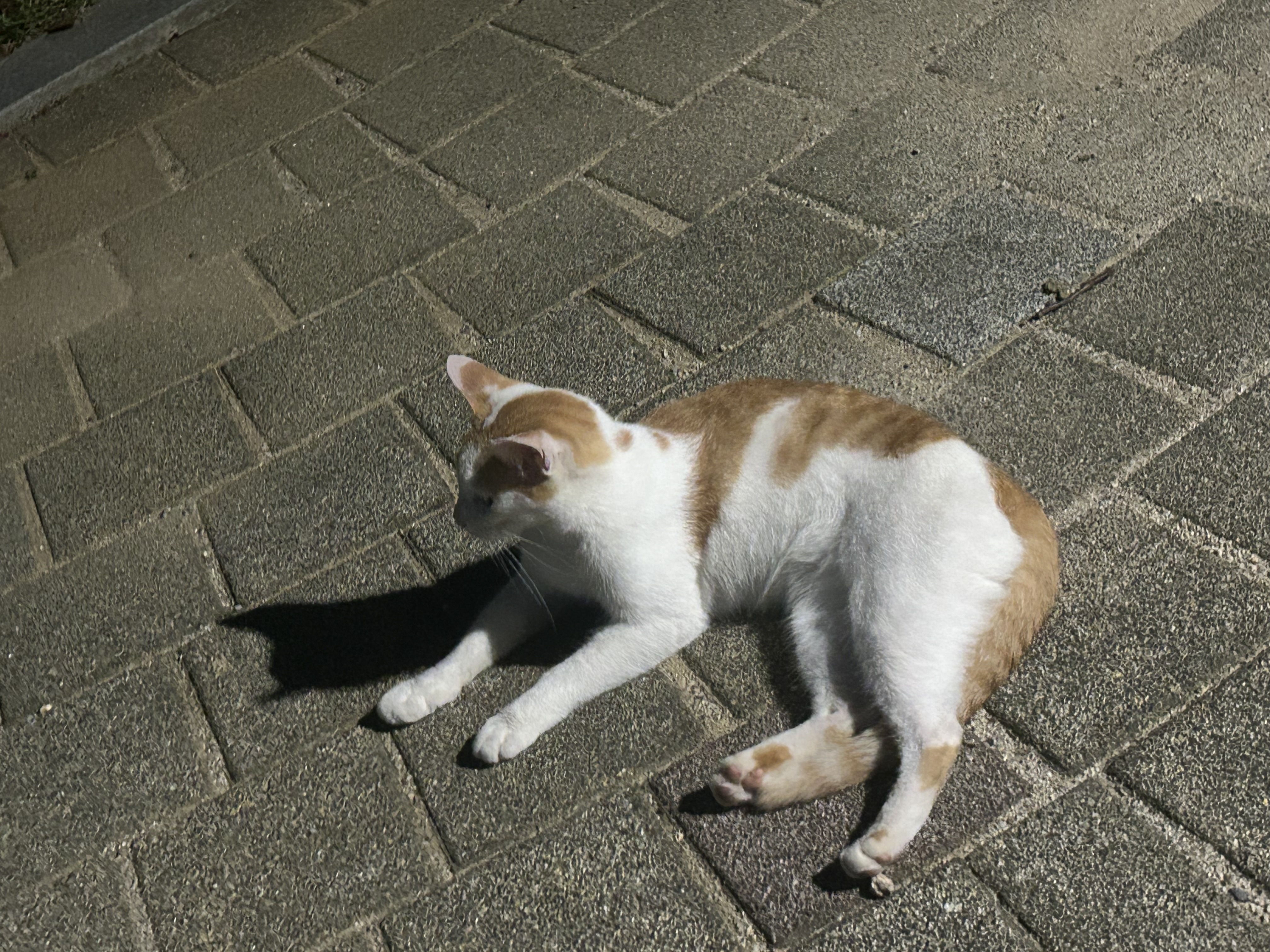 IMG_6500.jpeg