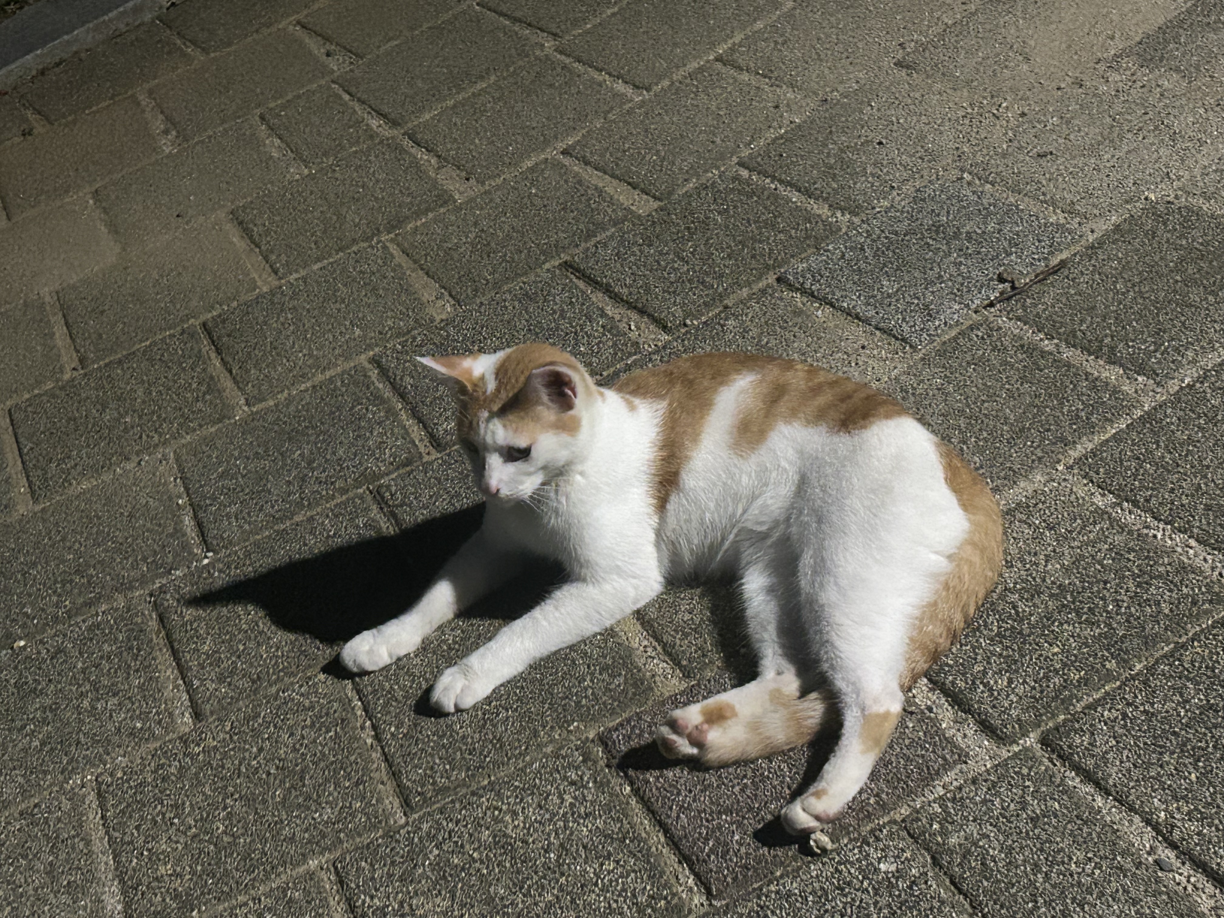 IMG_6501.jpeg