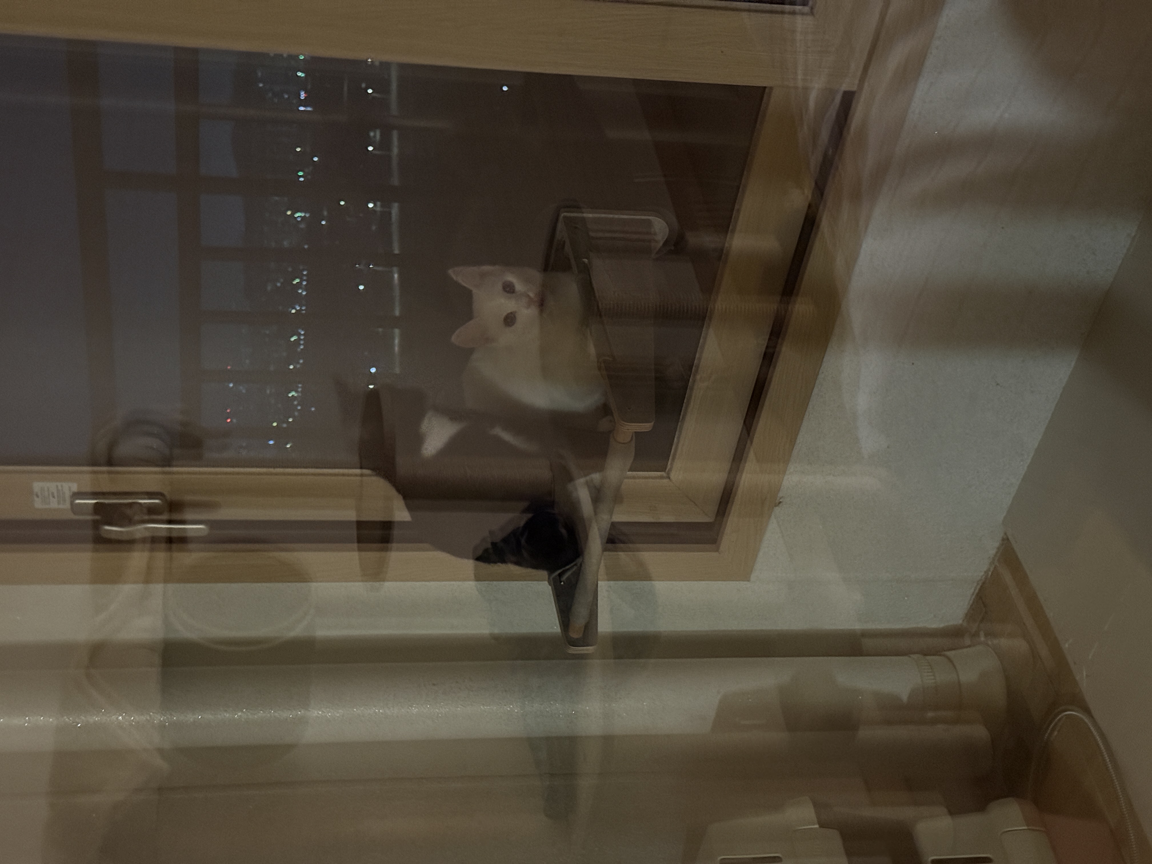IMG_1885.jpeg