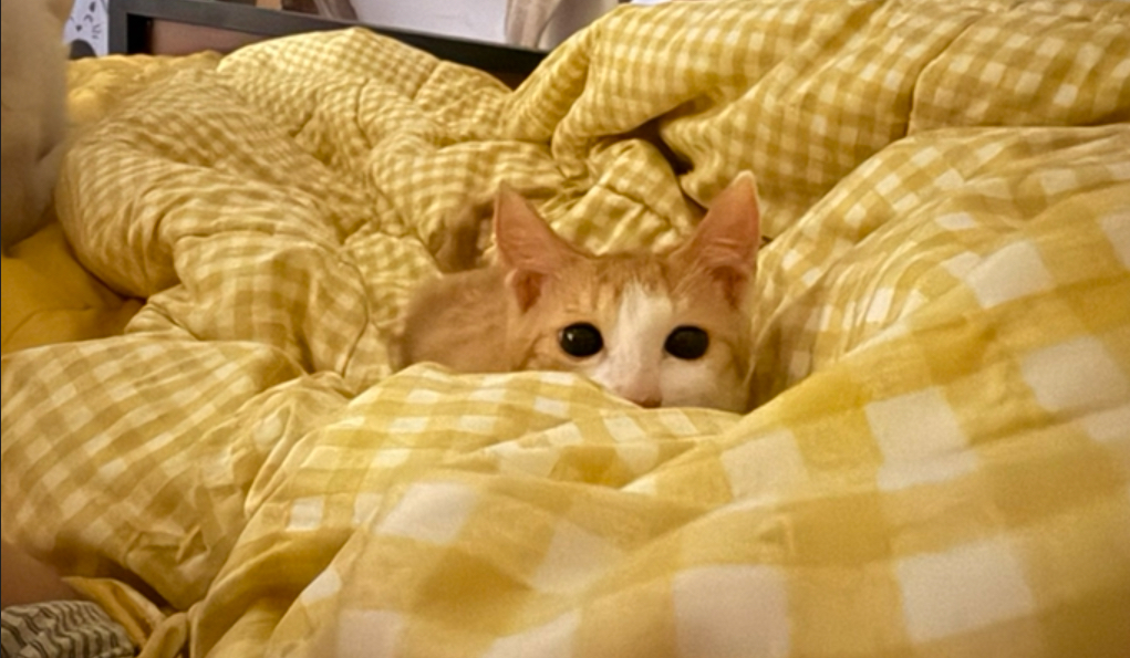 2026-02-09 14 54 13.png