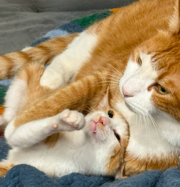 2026-02-09 14 54 42.png