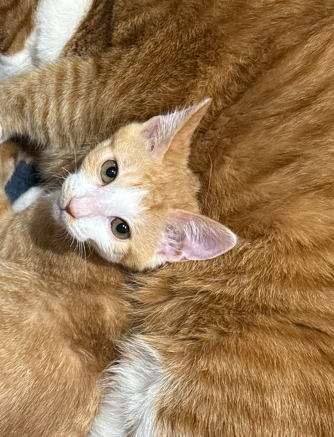 2026-02-09 14 54 00.png