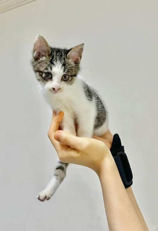 스크린샷 2025-10-31 110433.png