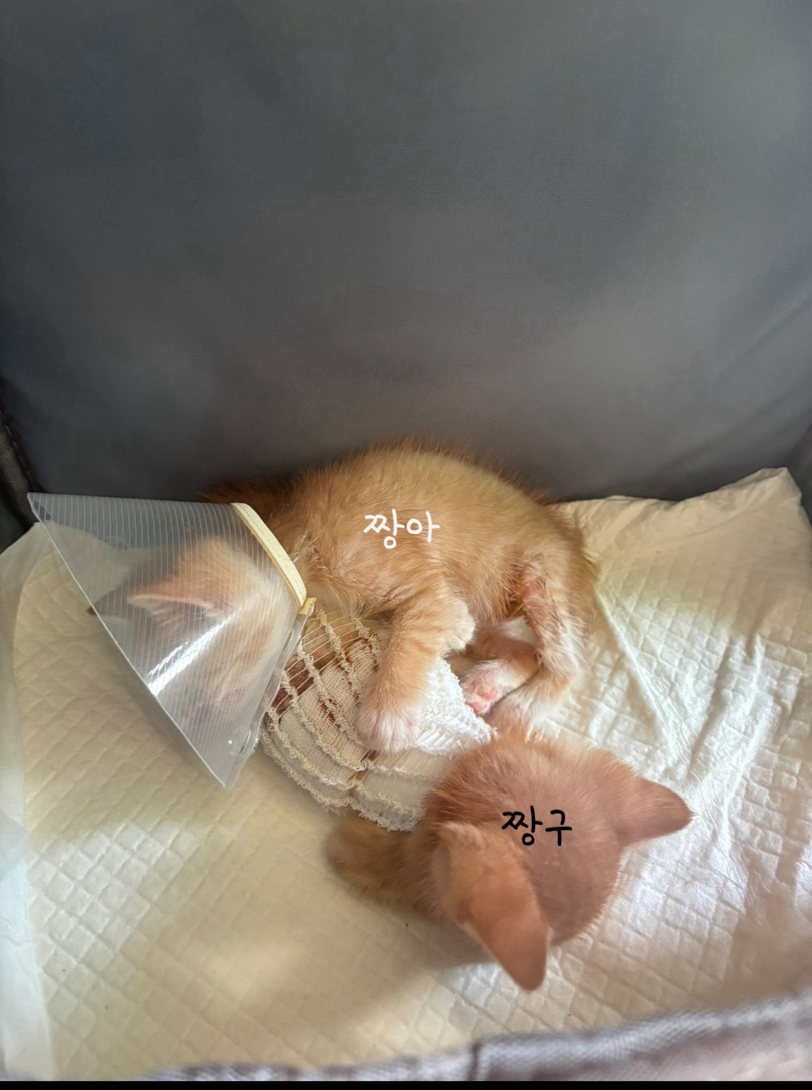 짱아 짱구 3.jpeg