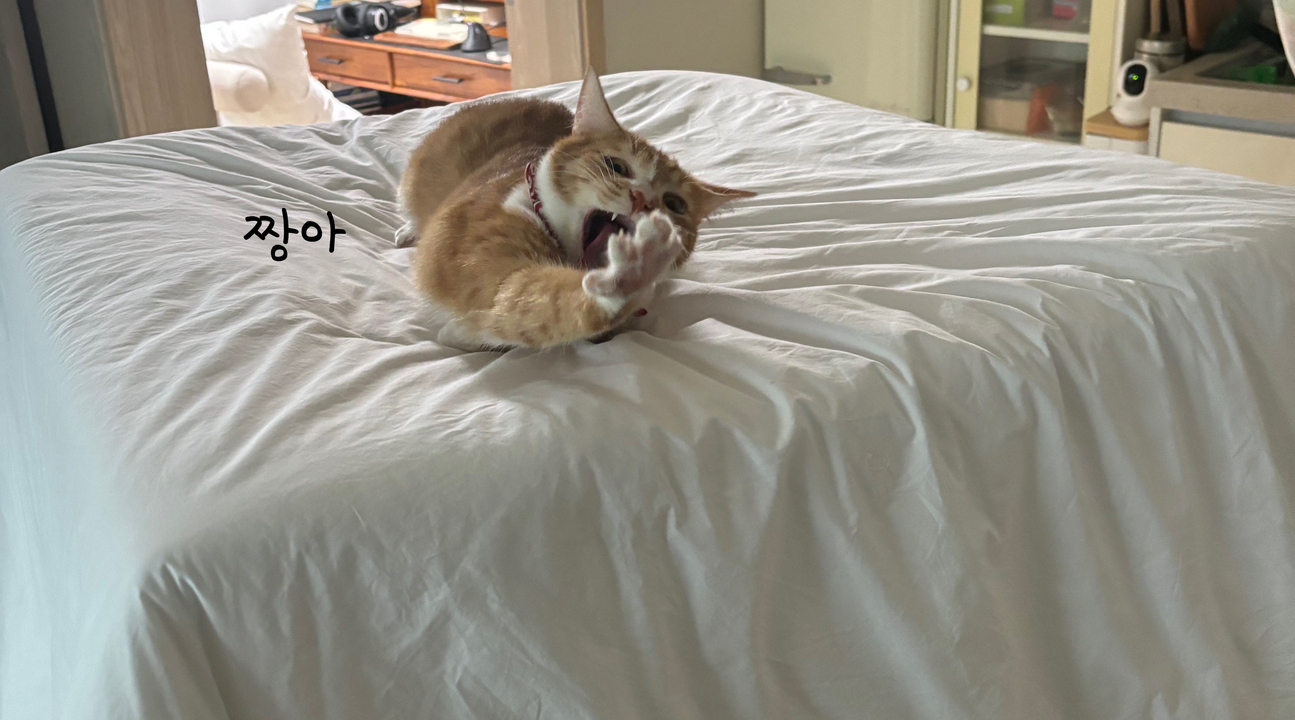 짱아 2.jpeg